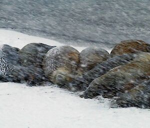 outline of huddled elephant seals in amongst blowing snow