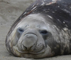 close up of an elephant seals face