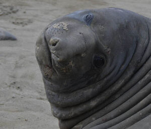 close up of an ele seal