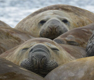 elephant seals piled on top of each other