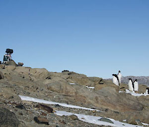 penguins huddled close to a monitoring camera in the field