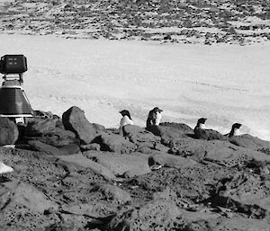 Adelie penguins positioned in front of a monitoring camera