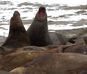 close up photo of elephant seals on the beach