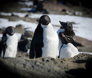 group of black and white penguins looking into a camera
