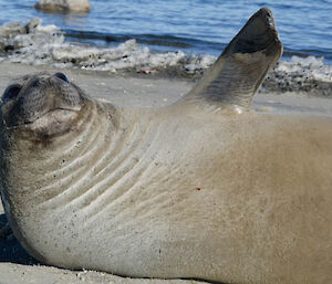 young elephant seal with it’s flipper raised