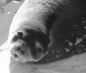close up photo of weddell seal on the beach