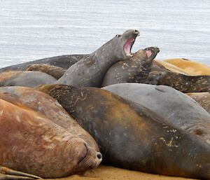 Group of elephant seals huddled together on the beach