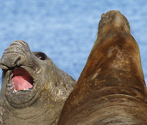 Close up of two elephant seals challenging each other through playful fighting