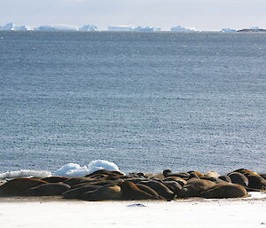 Group of elephant seals huddled together on the beach, icebergs in the background