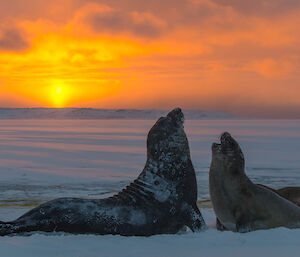 two elephant seals with a sunset backdrop