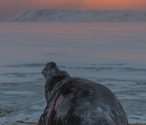 large male elephant seal with a sunset backdrop