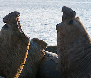 Elephant seals on the beach with their mouths open wide