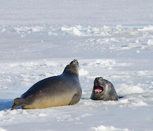 One elephant in a hole on the sea ice, another wanting to share the same hole