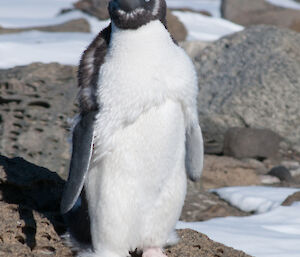 Small adélie penguin halfway through the moulting stage