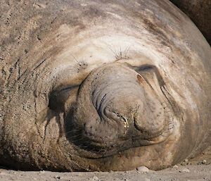 Elephant seal fast asleep on the beach