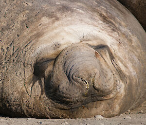 Elephant seal fast asleep on the beach