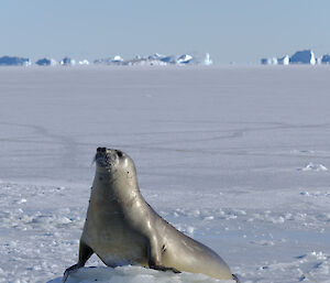 Elephant seal on the sea ice stretches