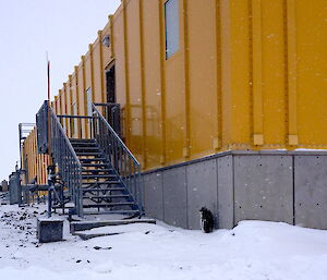 Adélie penguin at the base of the science building steps