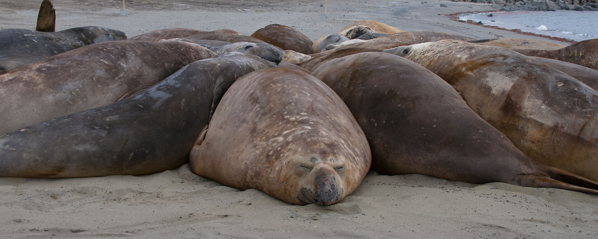 Elephant seal on the beach