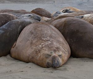 Elephant seal on the beach