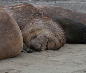 Elephant seal fast asleep in the sun