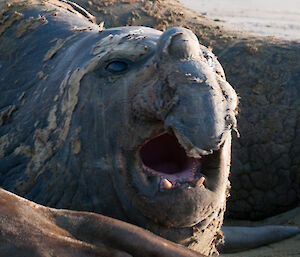 Elephant seal looking like he’s about to sneeze