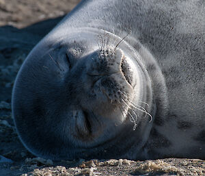 Young white grey elephant seal