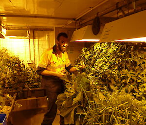 Expeditioner in the hydroponics hut surrounded by leafy plants