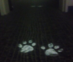 White rabbit footprints down a hallway