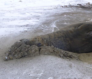 Close up photo of elephant seal