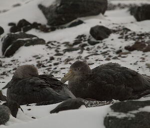 Two large giant petrels resting on the snow