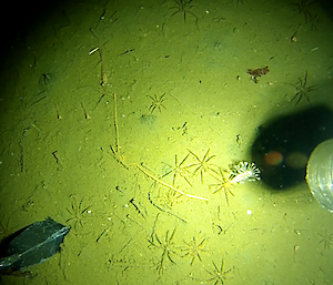 sea spiders on the ocean floor