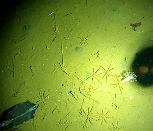 Sea spiders on the ocean floor