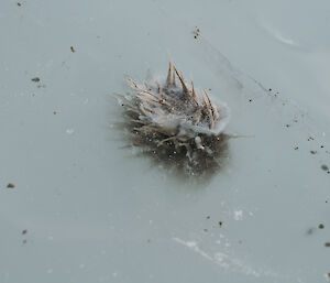 Fury looking sea sponge frozen in to the sea ice