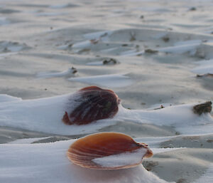 Two red brown coloured scallop shells in the sea ice
