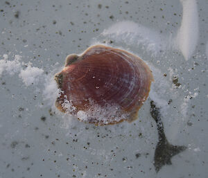 Close up of a brown scallop shell on the ice
