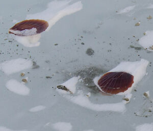 Two brown scallop shells frozen into the sea ice