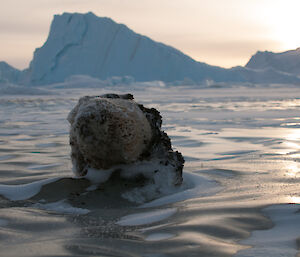 Large round ocean sponge frozen on the sea ice surface