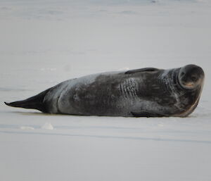 Close up photo of a weddell seal on the sea ice