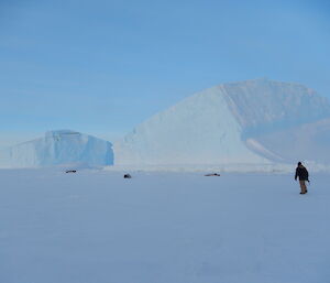 Expeditioner looking at a number of seals from a distance with large ice berg in the background