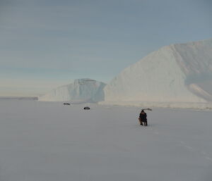 Expeditioner photographing weddell seals from a distance ice berg in the backgrounds