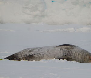 large weddell seal asleep on the sea ice