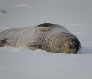 Close up photo of a weddell seal on the sea ice