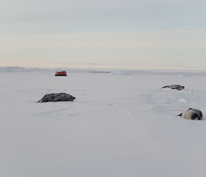 Three weddell seals on the sea ice, a red hagglunds vehicle in the background