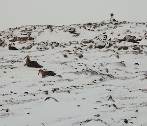 Giant petrels well camouflaged among rocks