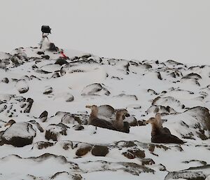 Grey brown large birds hidden well among rocks and snow