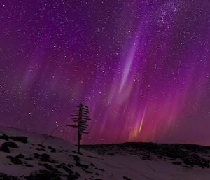 Bright purple and yellow aurora