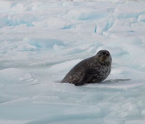 Weddell seal poking its head through a hole in the sea ice