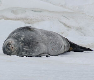 Weddell seal asleep on the sea ice