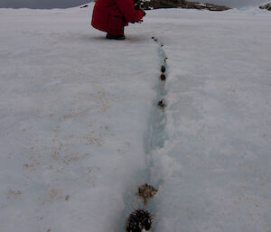 Expeditioner crouching down looking at sea urchins on the sea ice